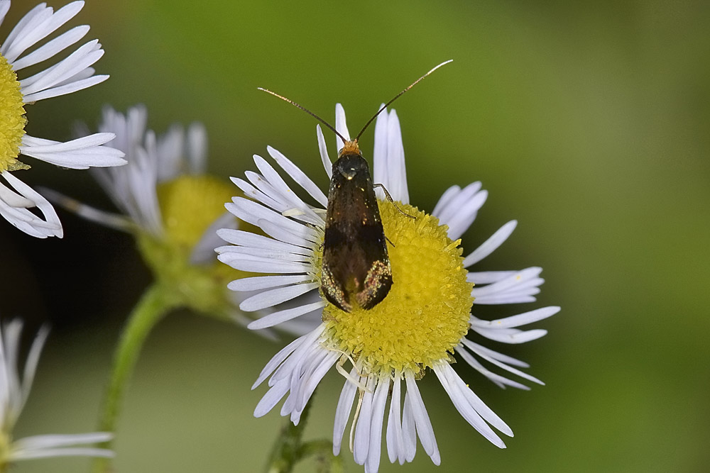 Adelidae: Nemophora cfr. fasciella